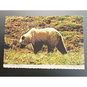 1974 Toklat Grizzly Bear Alaska Joe Original 10 Cent .10 Stamp Vintage Postcard